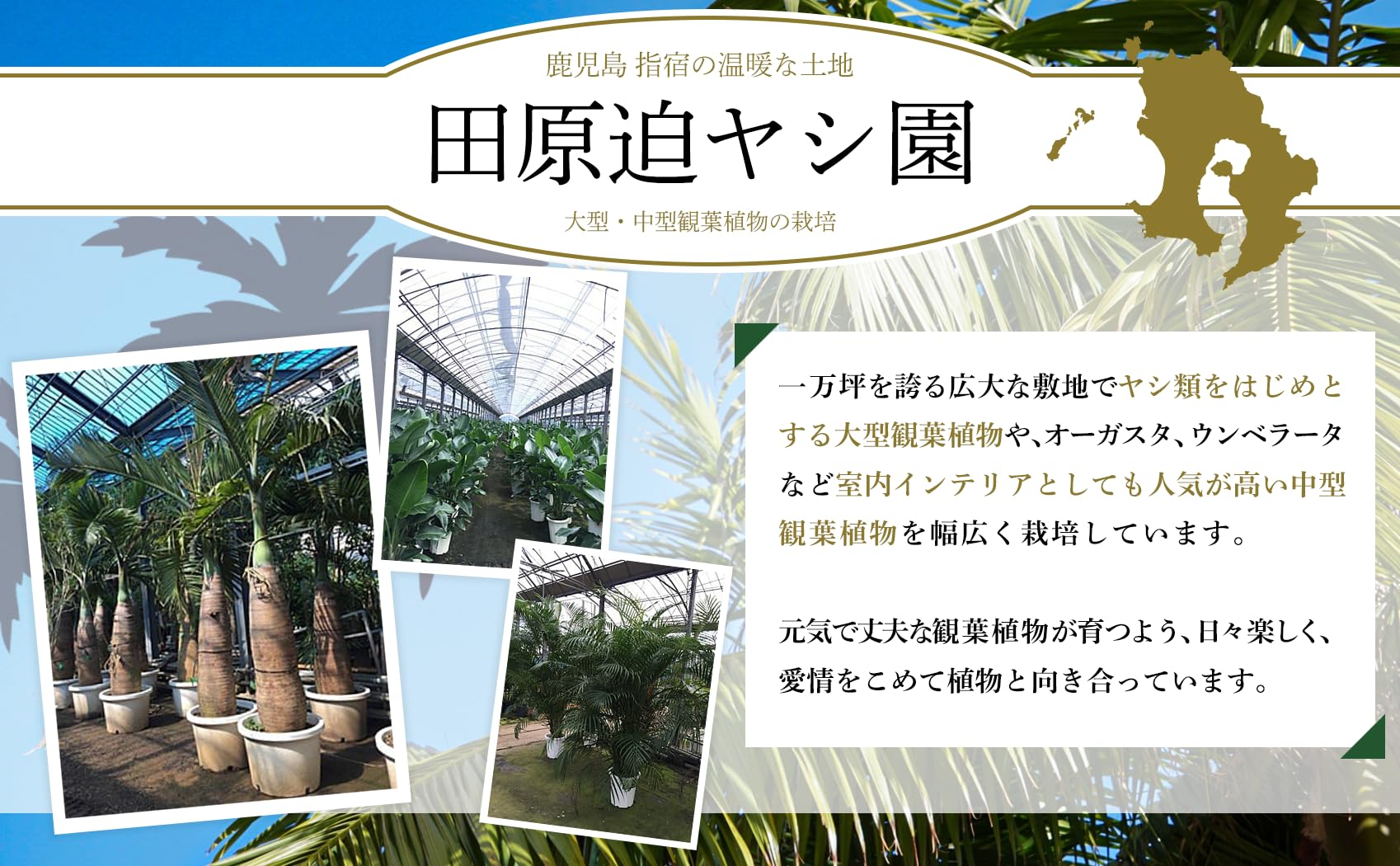 Amazon｜大型 1点もの 観葉植物 双子のトックリヤシ 鹿児島育ち 高さ5